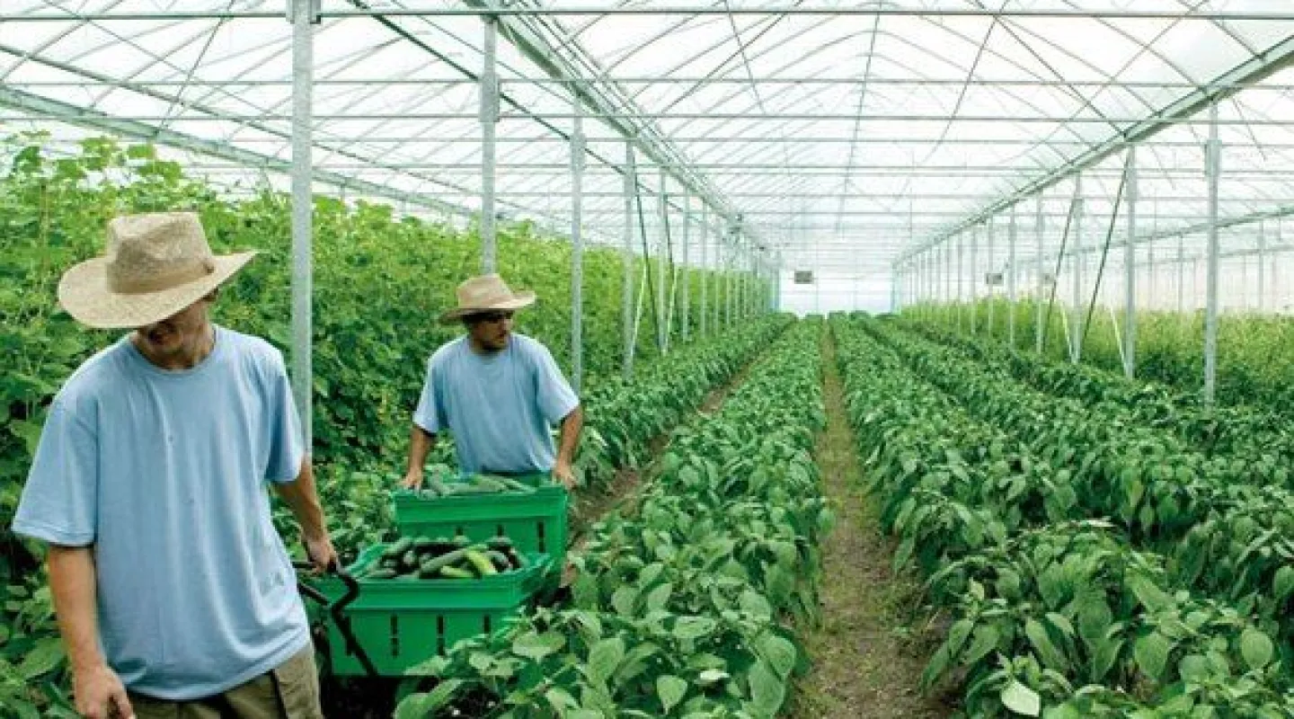 Toko Online Produk Pertanian: Belanja Produk Pertanian Modern