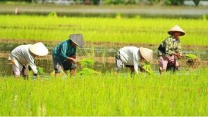 Petani Wajib Tahu! Produk Ini Bikin Panen Naik Drastis