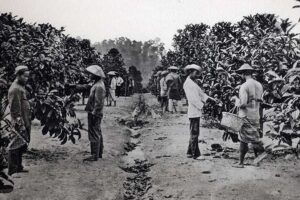 Produk Pertanian Nusantara Era Kolonial