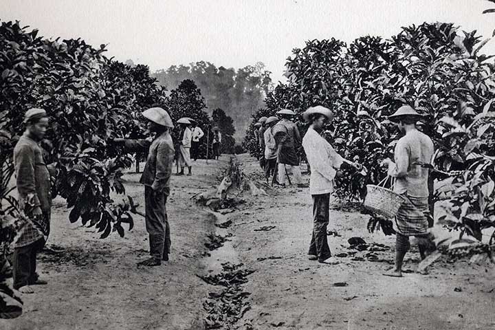 Produk Pertanian Nusantara Era Kolonial