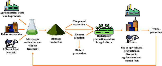 Menelusuri Penggunaan Mikroalga sebagai Pupuk Hayati