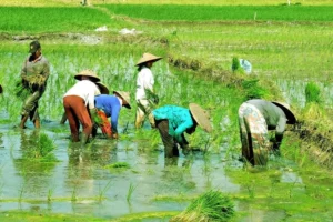 cara-daftar-asuransi-pertanian-2026-yang-mudah