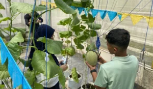 panduan-sukses-budidaya-melon-hidroponik-pemula