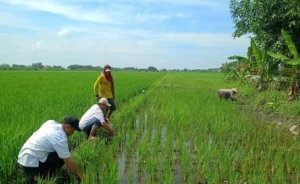 cara-daftar-asuransi-pertanian-2026-yang-mudah